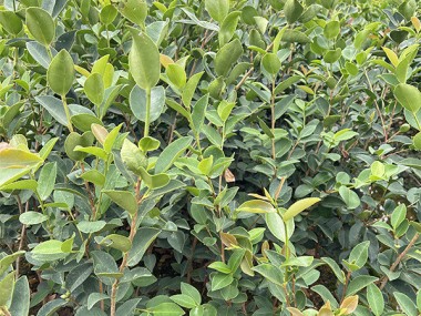 油茶苗