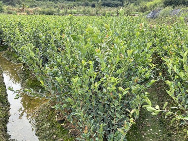 油茶苗