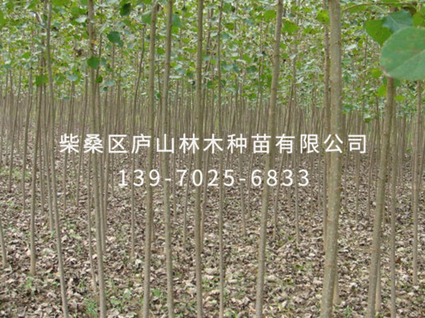 楊樹(shù)