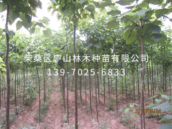 楸樹(shù)