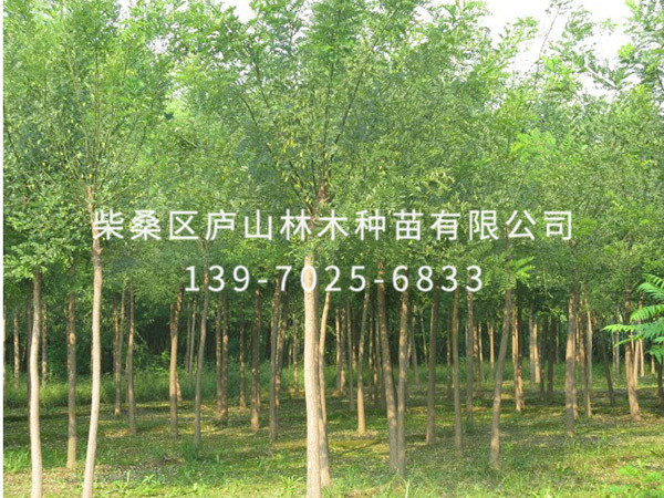 國槐樹(shù)
