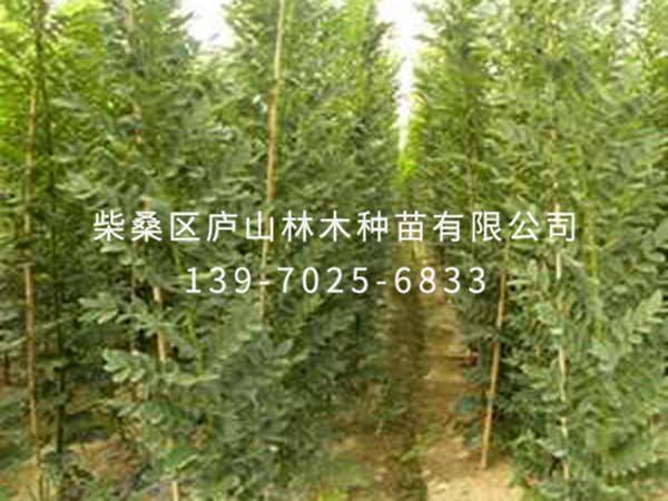 國槐樹(shù)