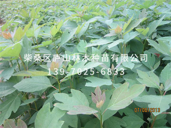 檫樹(shù)
