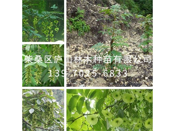 青錢(qián)柳