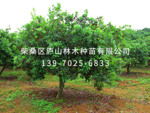 楊梅樹(shù)
