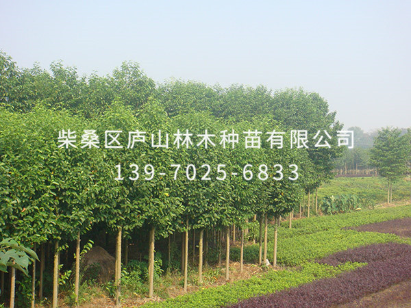 樂(lè )昌含笑