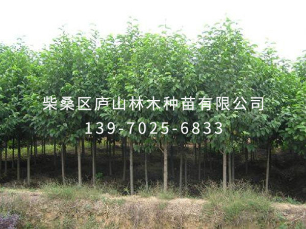 樂(lè )昌含笑