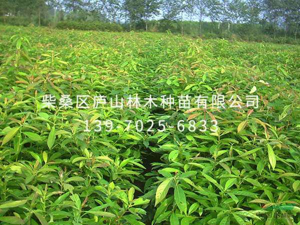 樂(lè )昌含笑