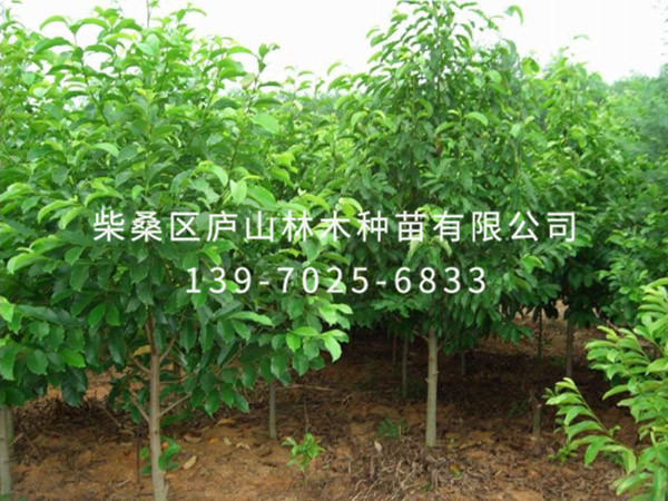 樂(lè )昌含笑