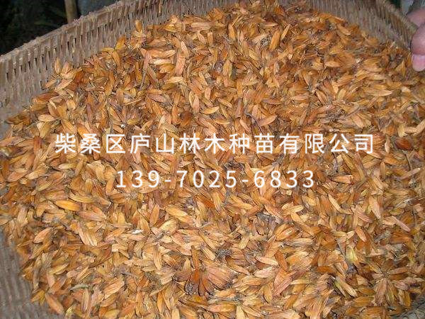 喜樹(shù)