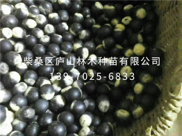 無(wú)患子