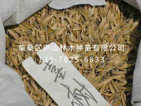 喜樹(shù)