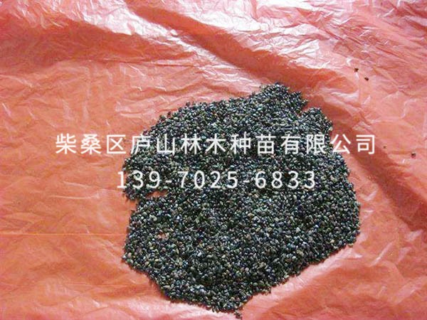 重陽(yáng)木