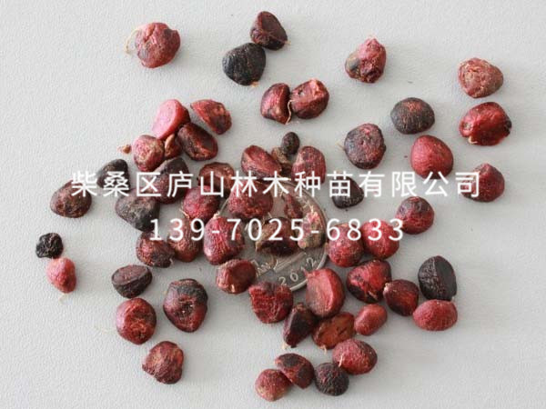 樂(lè )昌含笑