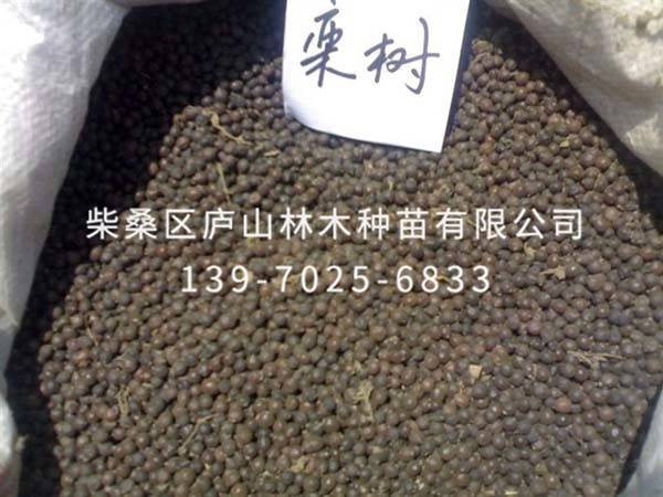 欒樹(shù)種子