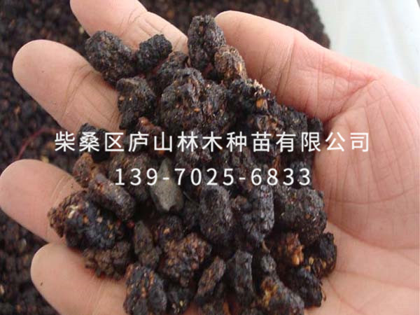 桑樹(shù)種子
