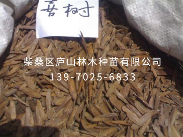 喜樹(shù)種子